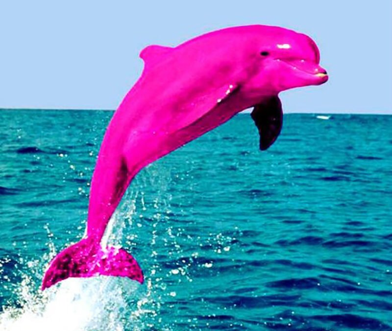 The Pink Dolphin