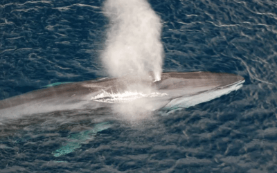 Whale songs can be used to map out the ocean floor.
