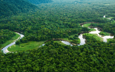 20% of Earth’s oxygen is produced by the Amazon rainforest